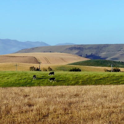 074 Wheat And Cows 400sq Bernard Spragg Infairlienz 074 Wheat And Cows 400sq Bernard Spragg Infairlienz