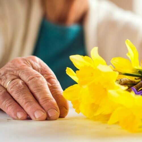 Daffodil Daffodil
