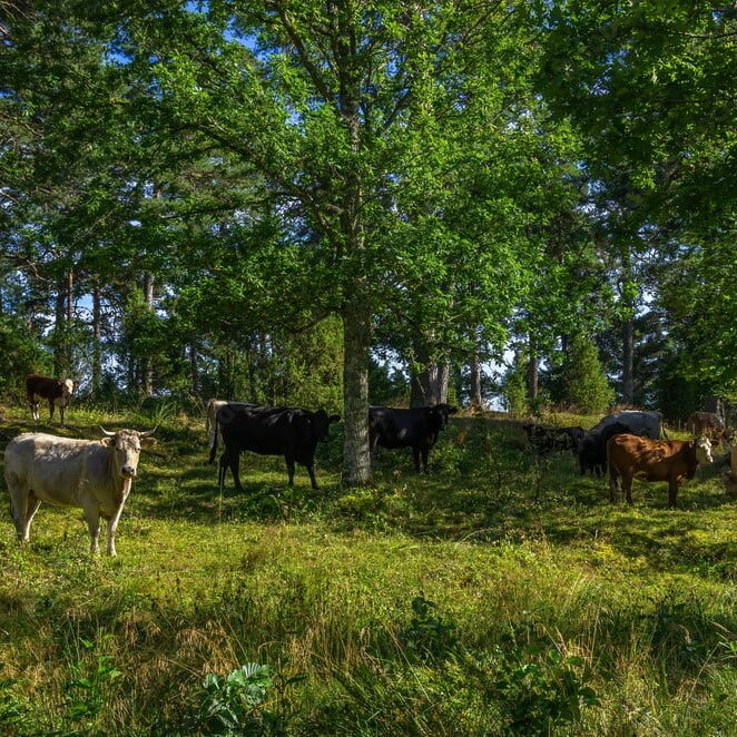 Agroforestry Agroforestry