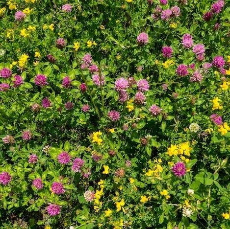 Clover Clover