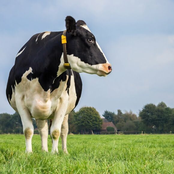Cow Collar Cow Collar