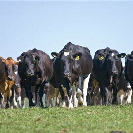 Dairy cows Dairy cows