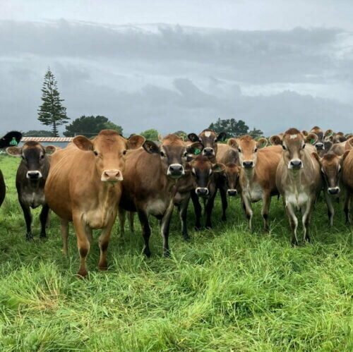 Jersey Cows Jersey Cows