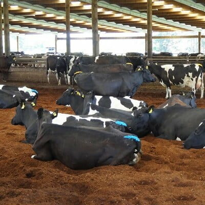 Rpf012 Allcock Cows At Rest Needs Permission Woodford 400sq Rpf012 Allcock Cows At Rest Needs Permission Woodford 400sq