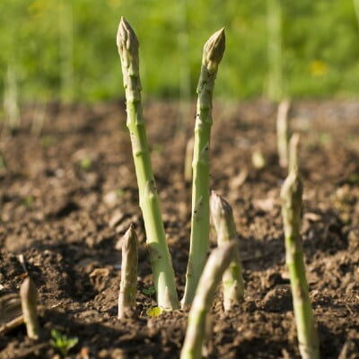 Rpf027 123rf 9415043 S 400sq Asaparagus growing