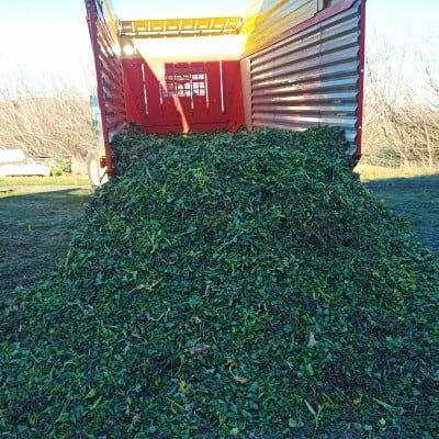 Rpf040 242232999 4478546702206968 5584824134559785071 N 400sq Kale ready for feeding out