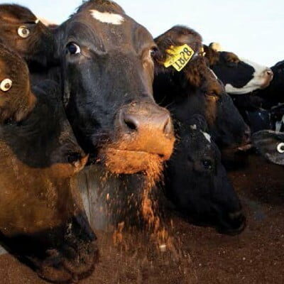 Rpf041 Supplements Surpluses Og Dairynz 400sq Dairy cow eating supplement feed