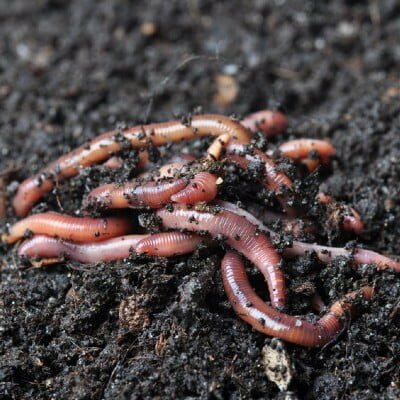 Rpf042 19266073 S 400sq Earthworms
