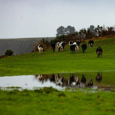 Rpf043 Truestock Kathryntaylor Ts403234 S 400sq A Canterbury farm after flood