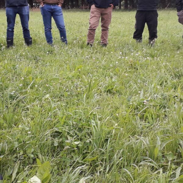 Rpf044 Ra Field Trip Legs Multi-species pasture