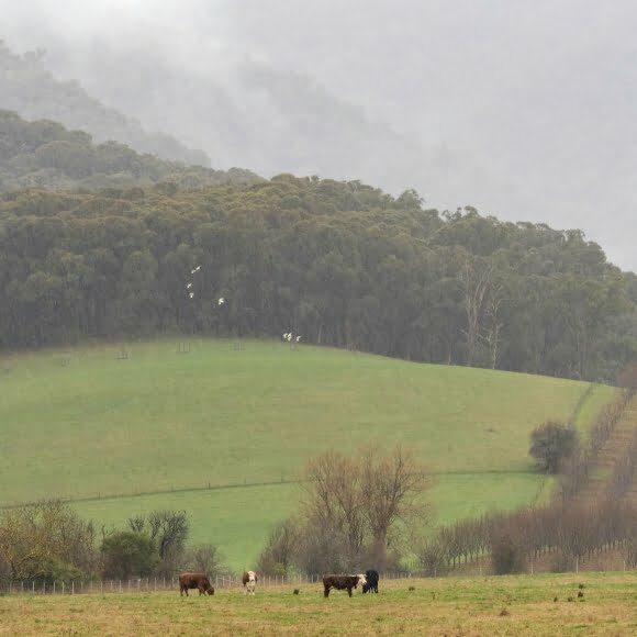 High Rainfall High Rainfall